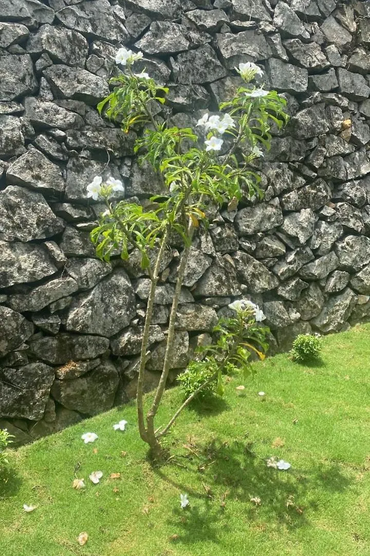 Pansiyon Royal Woods Daire Meppādi Hindistan